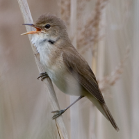 Reed Warbler